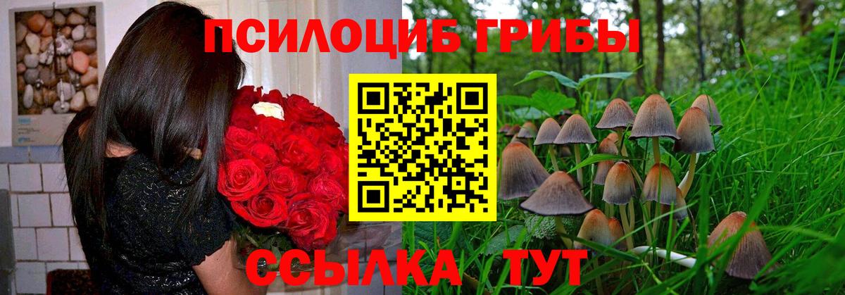 Мичуринск  Псилоцибиновые грибы MAGIC MUSHROOMS  Вход с VPN  Псилоцибиновые грибы GOLDEN TEACHER 